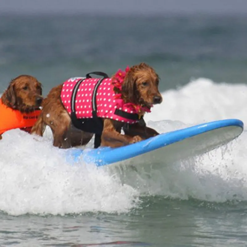 Крутая летняя одежда для домашних животных Экономная Спасательная куртка
