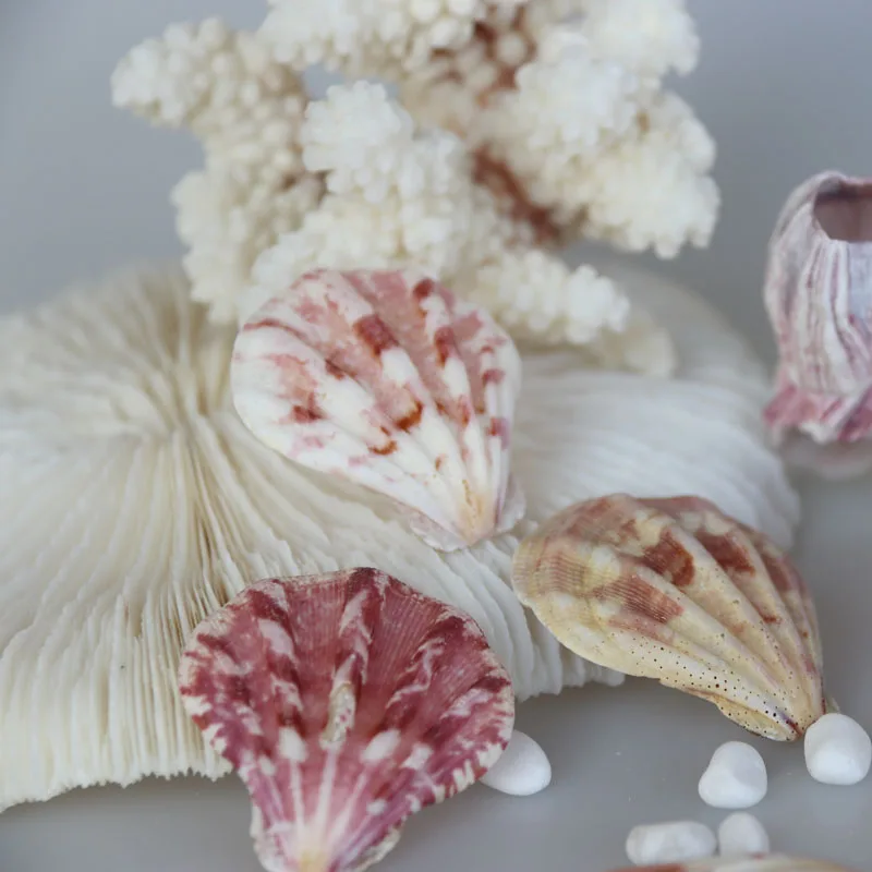 Бесплатная доставка (20 шт./лот) цвет толстый гребешок натуральная раковина и
