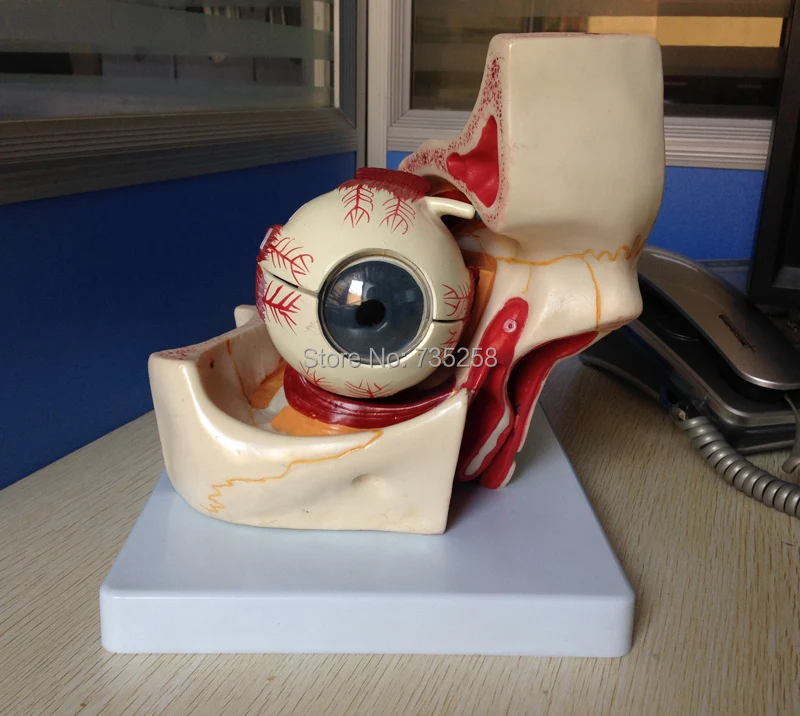 Eye with Orbit,Eyeball Structure Model ,Orbital model