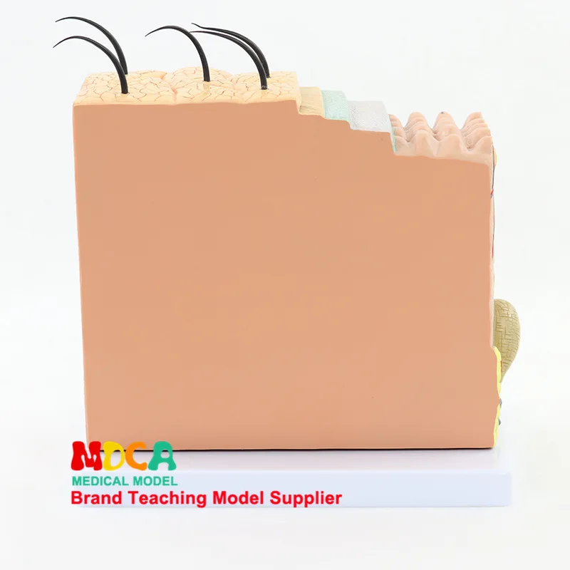 70X 3D модель кожи структура тканей человеческая кожа биологическая обучающее