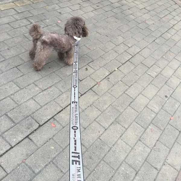 Grey Leash Ошейник для собак, нейлоновый поводок, модный ошейник для щенков, для маленьких собак, поводок для бега, поводок для собак, нейлоновая веревка для маленьких щенков, кошек - Цвет: Grey Leash