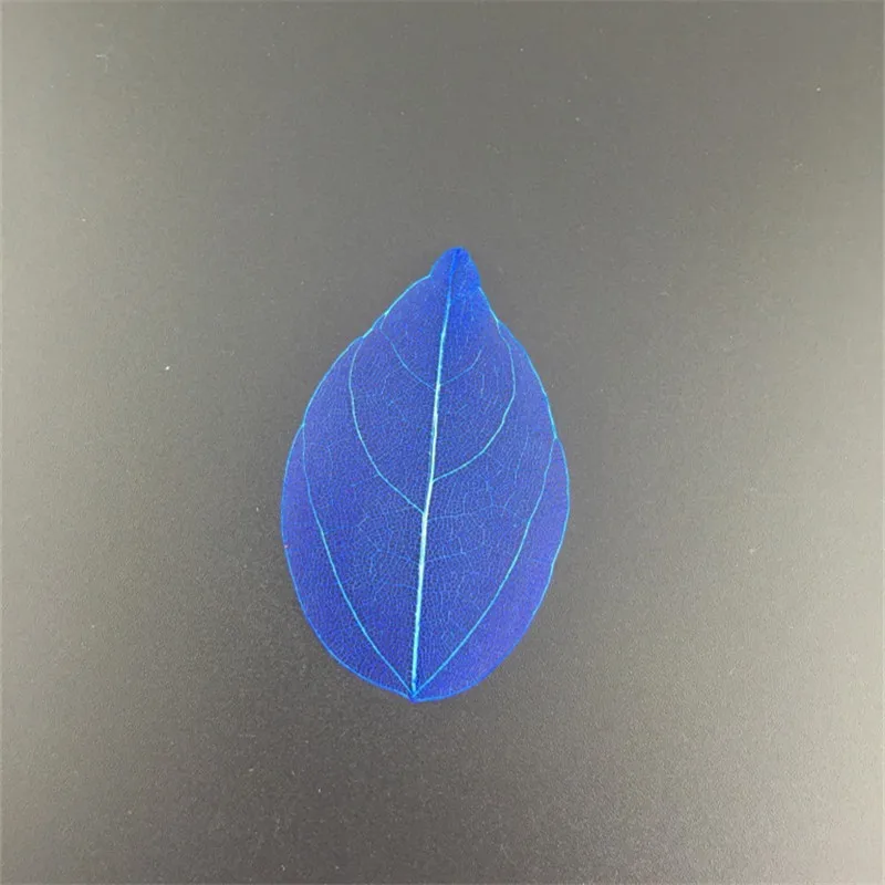 30 шт./лот красочные натуральные листья магнолии скелета вены сделай сам