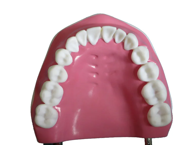 Высокое качество 6 раз большие яркие Зубы Модель Стоматологическая модель