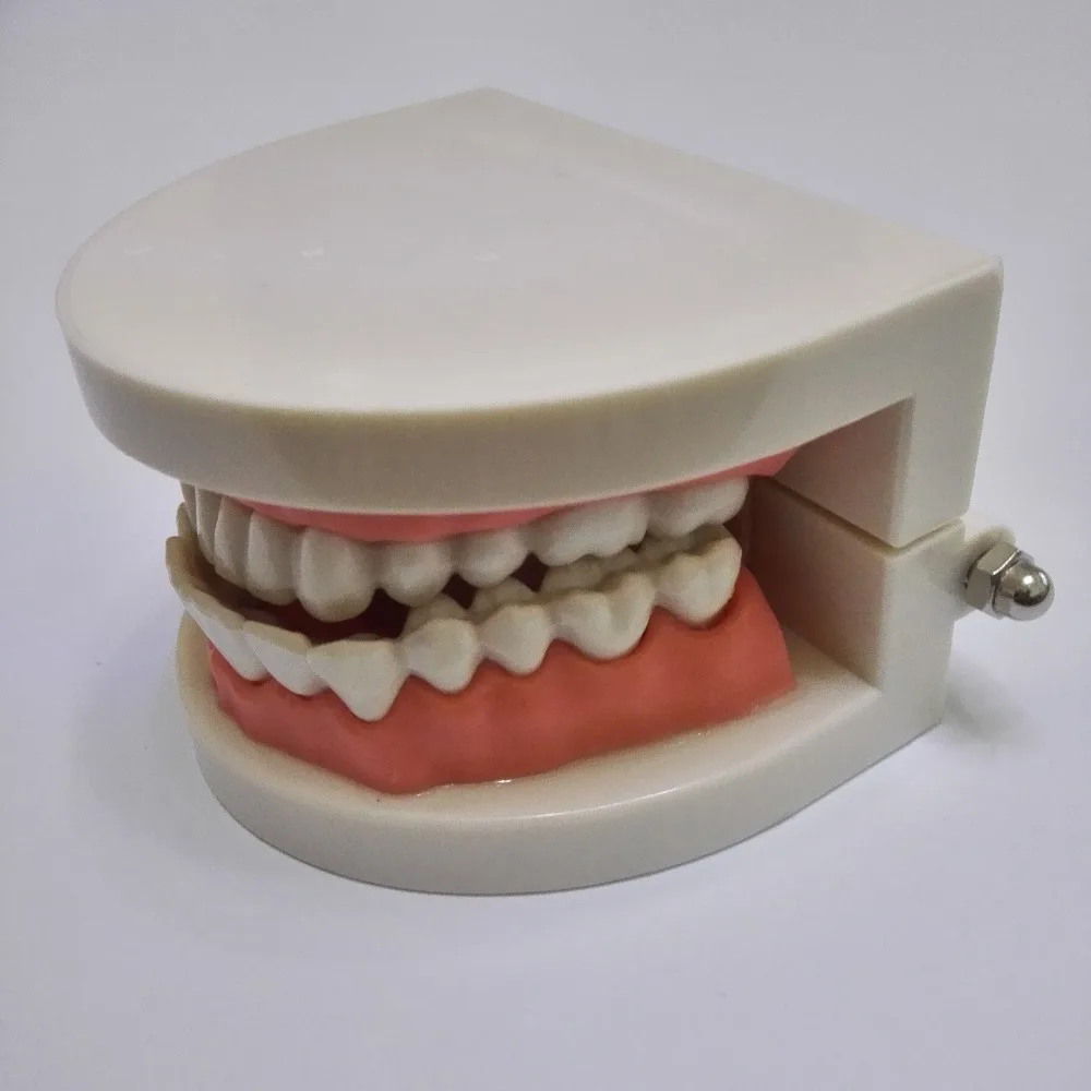 

1 pc Dental Teeth Model for Oral Teaching and Teeth-brushing Demonstration Dentist Lab Equipment