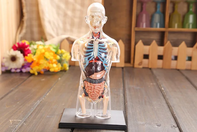 

transparent human torso Human Anatomy model 4D bust male body head musculoskeletal anatomy science model free shipping