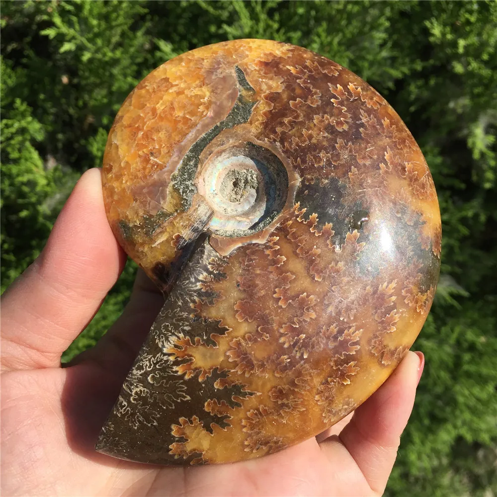 Красивый настоящий аммонит Fossil Madagascar Shell Fossil Specimen хороший подарок для каменной коллекции