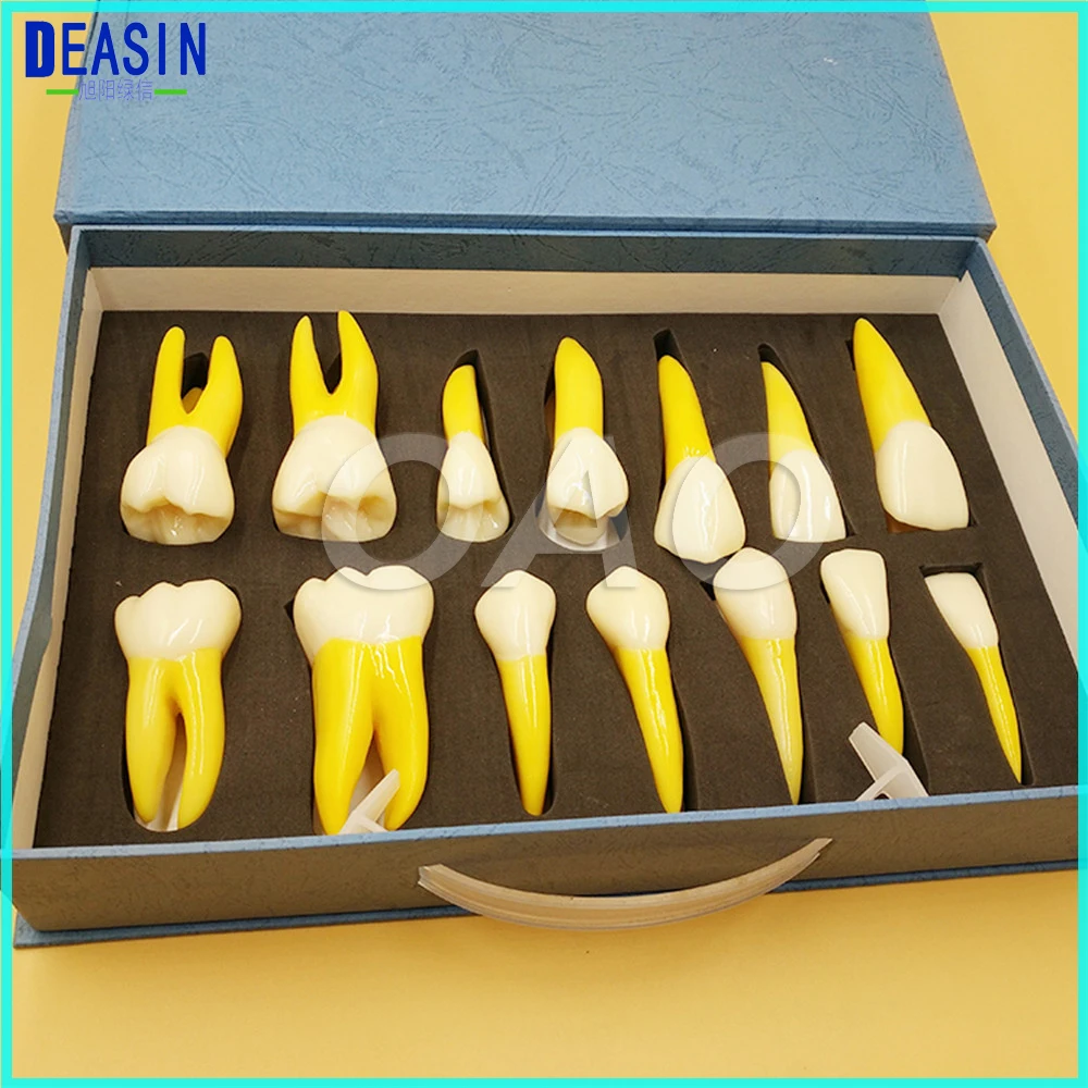 High Quality 4 Times Permanent Anatomical / (Right 14) whole teeth model dental teeth model