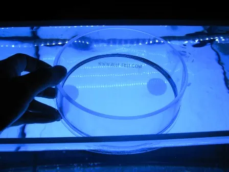 Морские источники аквариума и коралловые зрители посмотрите в верхней части