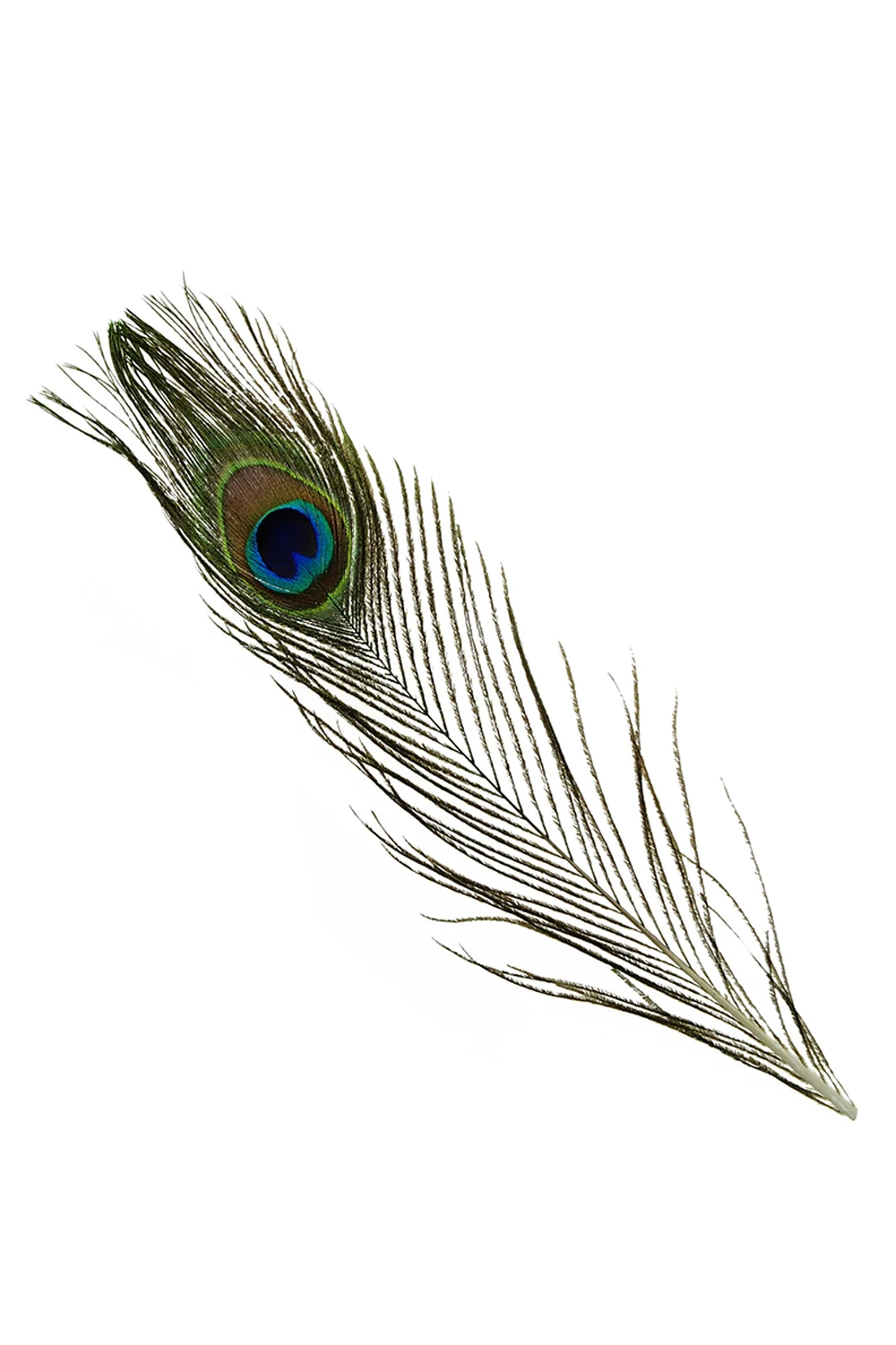 Натуральные перья павлина длиной 10 12 дюймов (40 штук в упаковке)|natural peacock feather|peacock