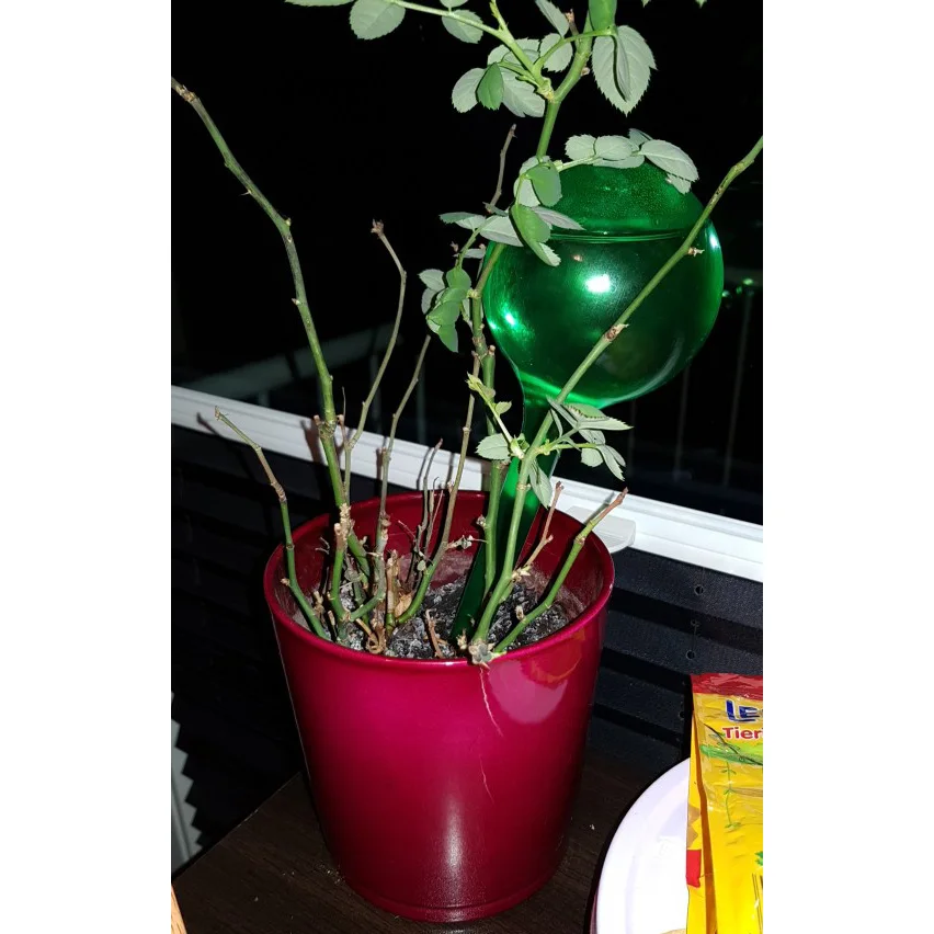 1pcs Garden Flower Automatic Watering Device Houseplant Plant Pot Can Bulb Globe Lazy Waterer | Дом и сад