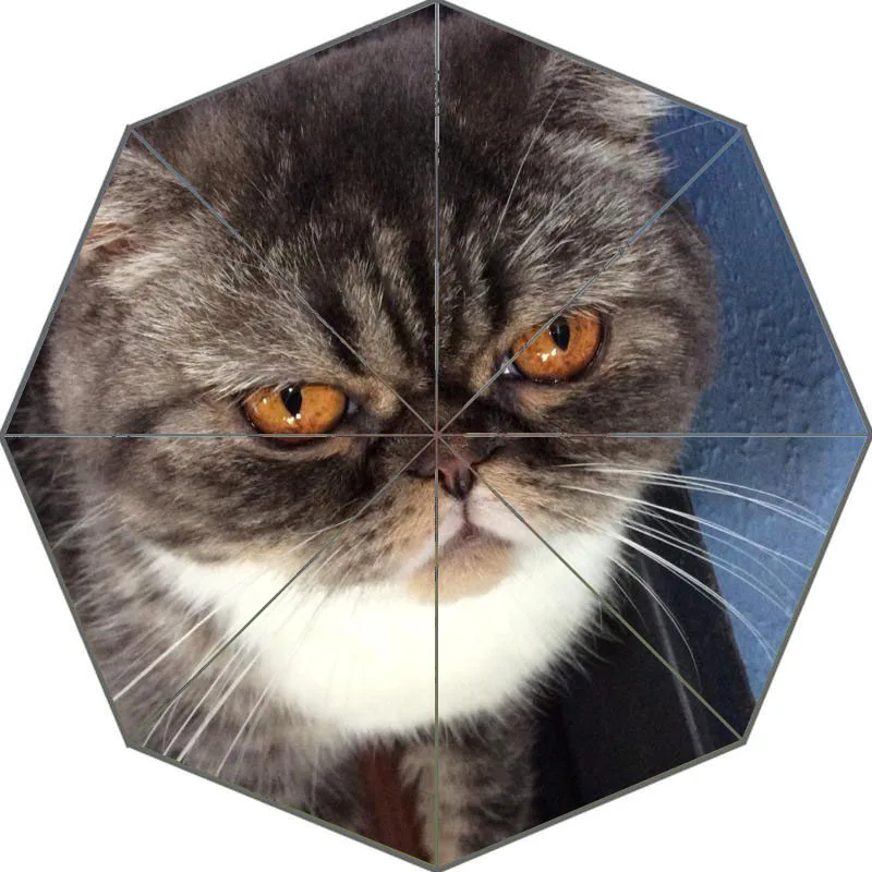 Nice cat экзотическая короткошерстная зонтик пользовательские солнечный и дождливый зонтик Дизайн Портативный Мода Стильный Полезная Зонты хороший подарок - Цвет: Многоцветный