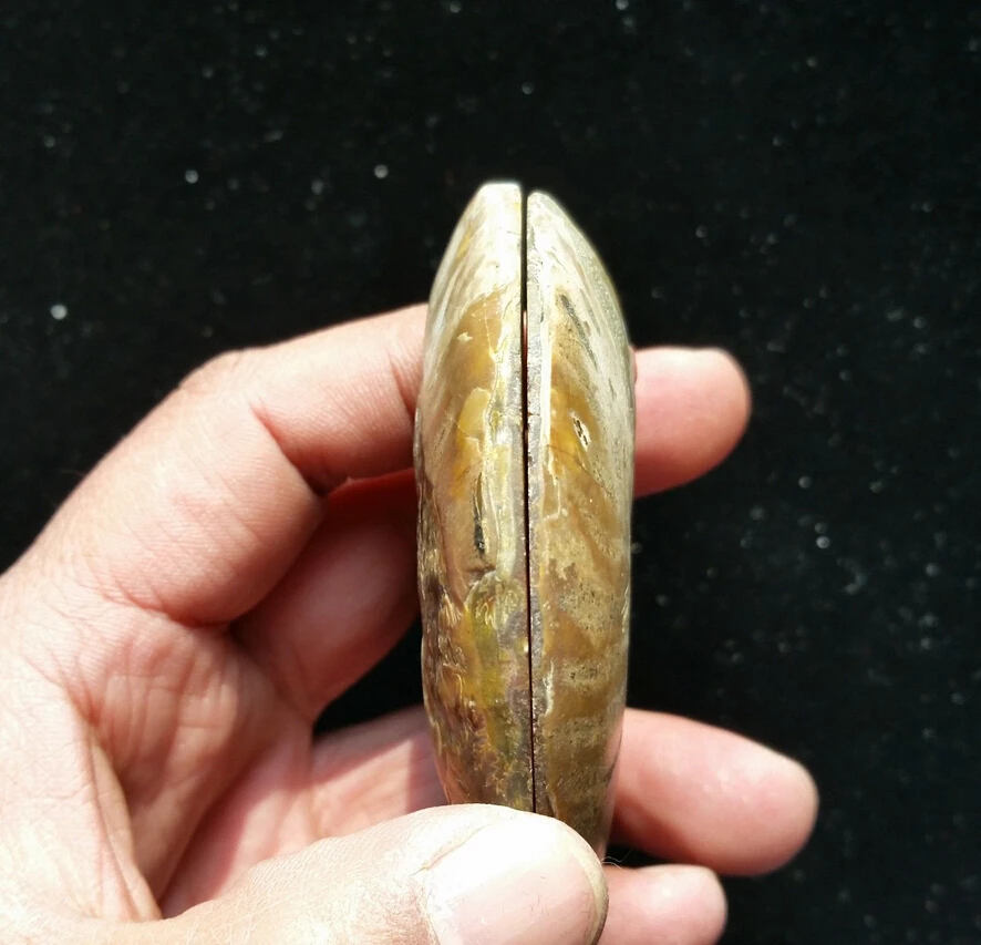 

1 pair 2 pieces natural ammonite fossil specimen hell healing Madagascar