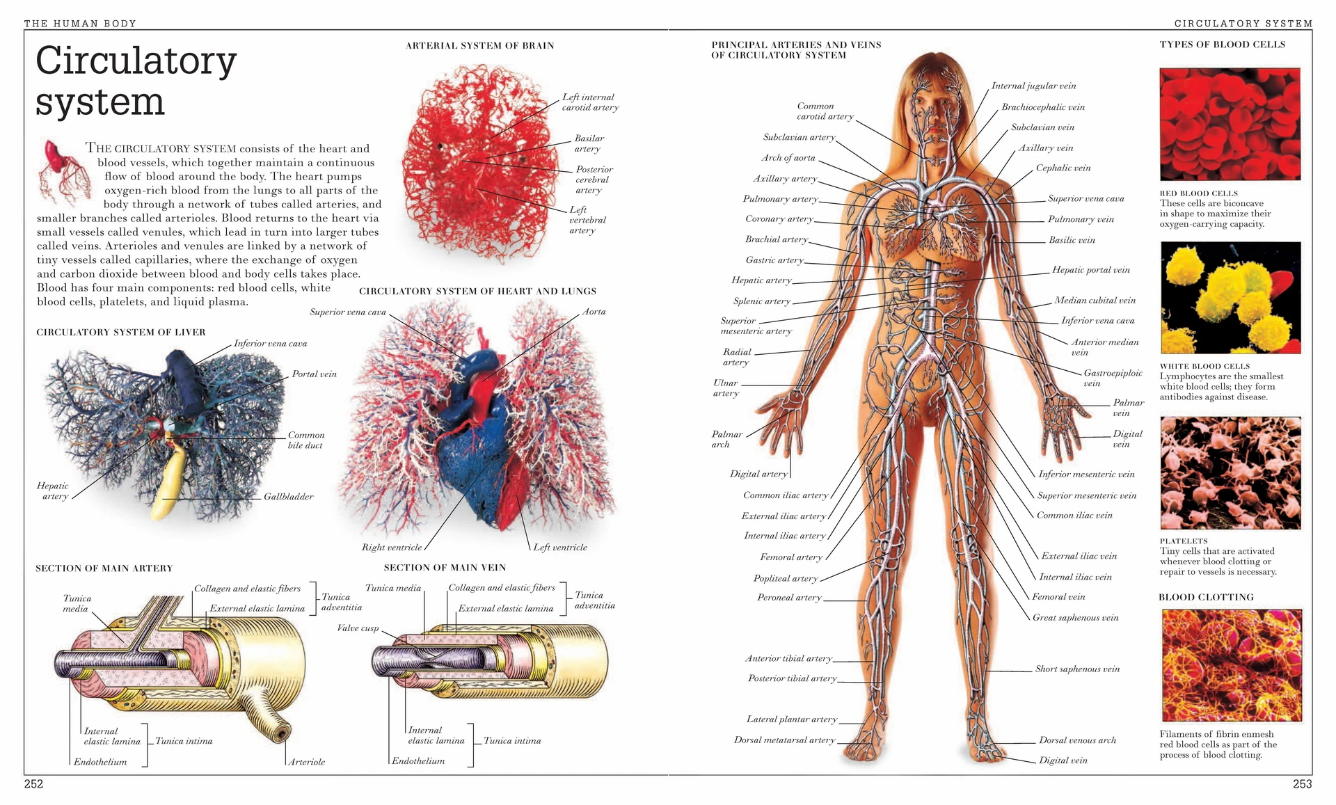 Винтажная человеческая анатомическая энциклопедия постер мочевая система