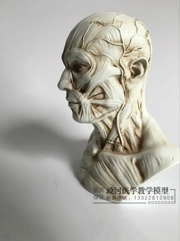 Художественный скелет для мышц человека модель головы черепа Анатомия Бюст