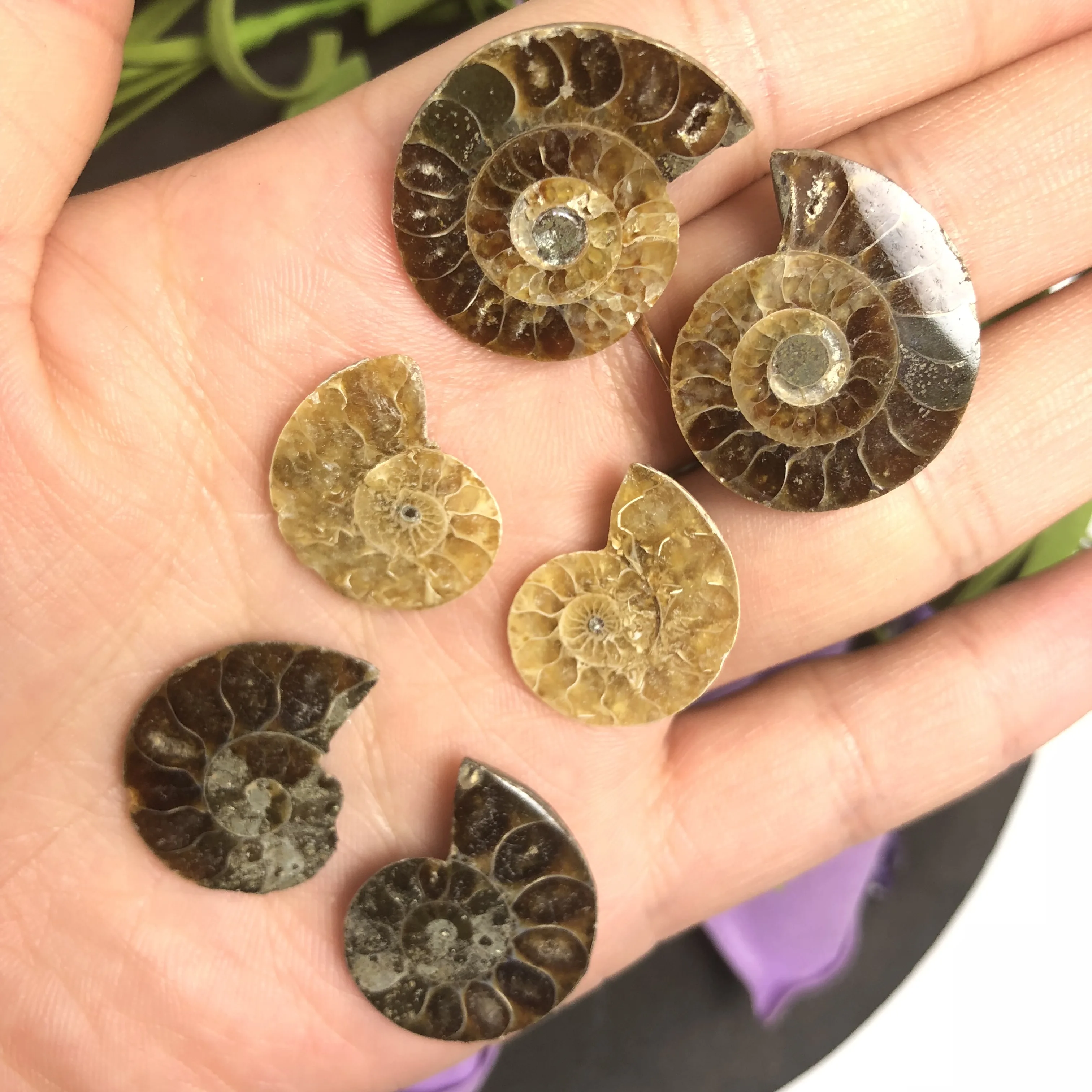 Натуральный Полированный козий гудок окаменелости аммониты Conch douvileras