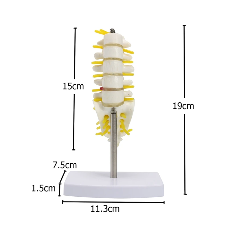 KiWarm 1 шт. 15 см мини человеческая поясница позвонка Sacrum Coccyx анатомический медицинский позвоночник модель статуи скульптуры