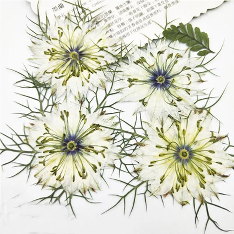 

Love in a Mist Manufacturers Promotion Dried Pressed Flowers For Candle / Bookmark Decoration 120Pcs