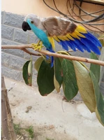 about 16x28cm colourful feathers parrot spreading wings artificial bird model handicraft prophome garden decoration gift p2121