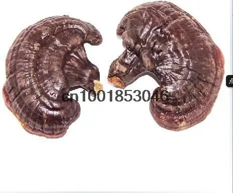 БЕСПЛАТНАЯ ДОСТАВКА 500 г Рейши Ganoderma lucidum |