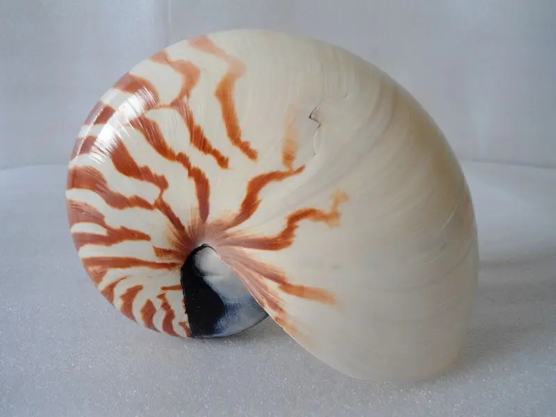 

HappyKiss Natural conch shells of the four most famous screw decoration collection exhibition items furnishing articles