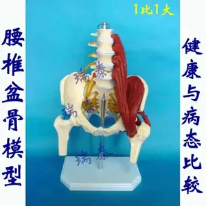 1:1 натуральную величину модель скелета человека поясничного таза модели типа