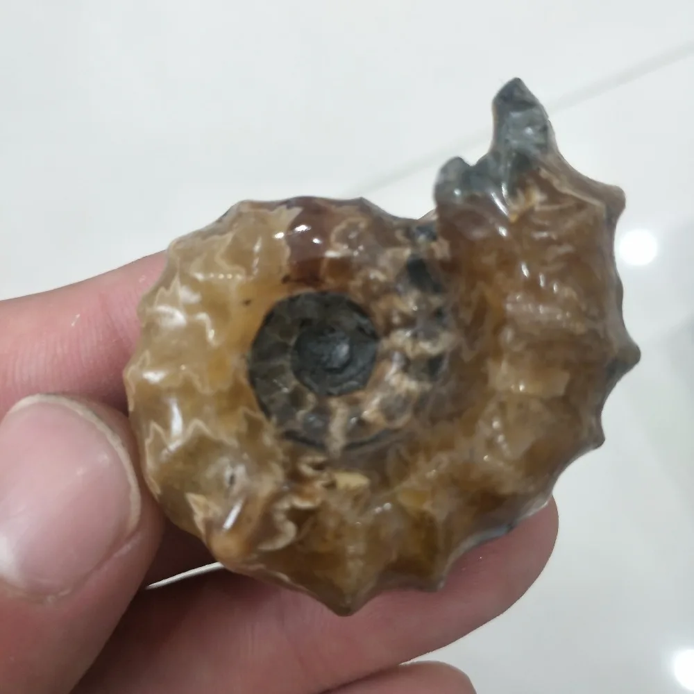 

Natural snail fossil ammonite fossil for decoration