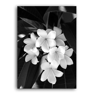 Flower B Скандинавские освежающие минималистичные картины на холсте с черными и белыми цветами, печатные плакаты с лилиями, настенные художественные картины, домашний декор для спальни - Цвет: Flower B