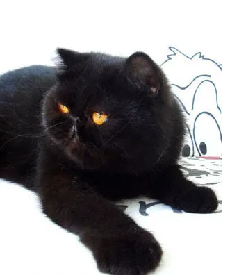 Новейшее Ретро Хиппи Гарфилд Кот кольцо свободного размера модное животное