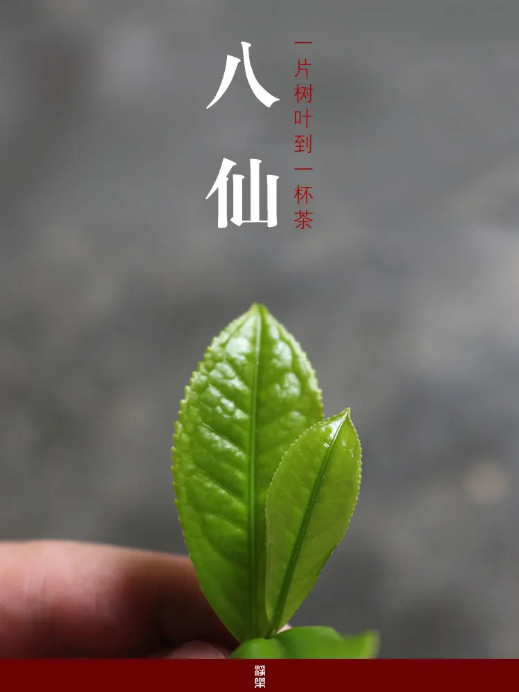 500 Г новый чай известный manworkship Гортензия macrophylla слабый запах Улун Chaozhou Фэнхуан