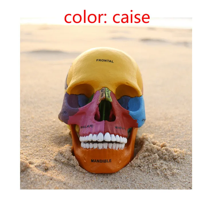 Человека Красочные Анатомия череп мозг Скелет Анатомические Стоматолог