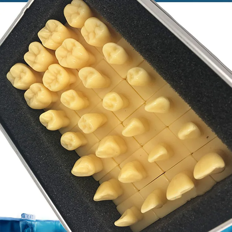 Фото 1.2X 2X Увеличение короны резьба подготовка зуба Модель Стоматологическая модель