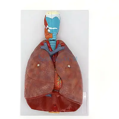 Модель дыхательной системы человека 7 частей гортани легких сердца