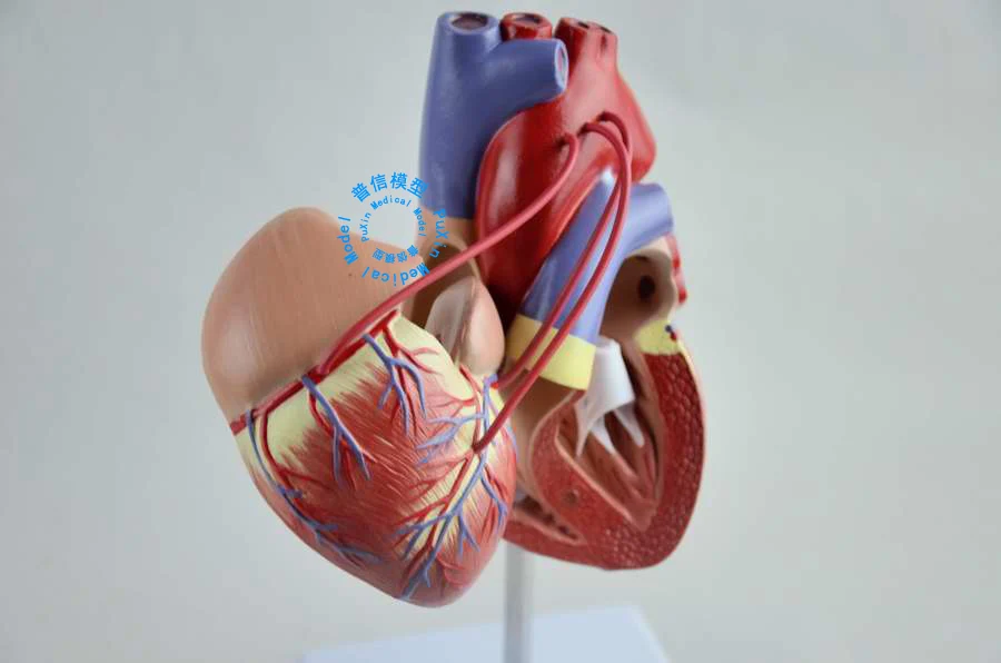 Бесплатная доставка и модель обхода сердца человека коронарная сердечно