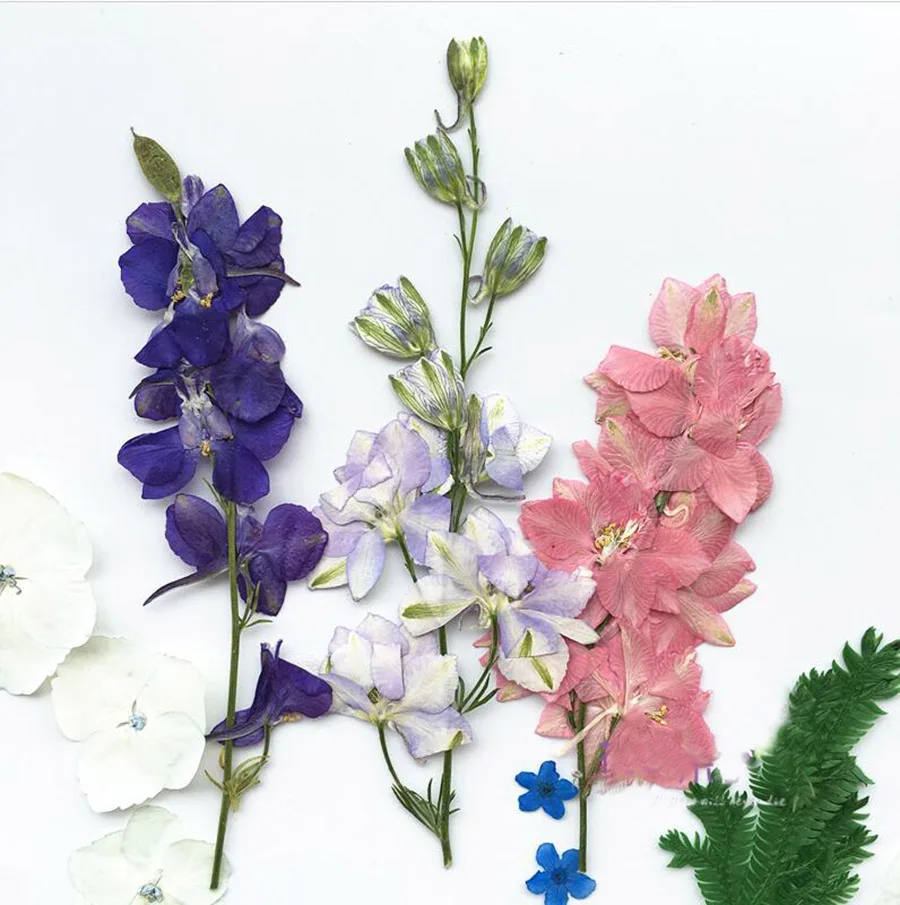 60 шт прессованный высушенный крепкий цветок ажакис с стеблем гербарий из