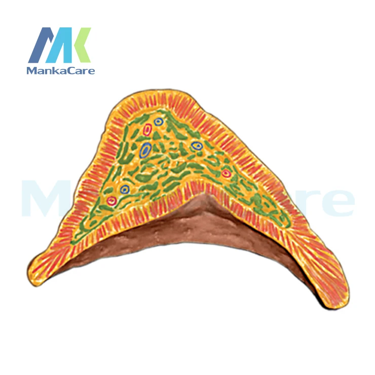 4D MASTER пазл в сборе модель человека медицинская обучающая почки 3D конструкция