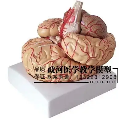 9 деталей модель мозговой артерии головного мозга с нервной системой|model brain|anatomical