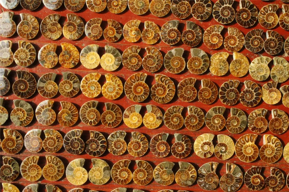 50 60 пар/759 г натуральный разрез меловой аммонитовый ископаемый минерал