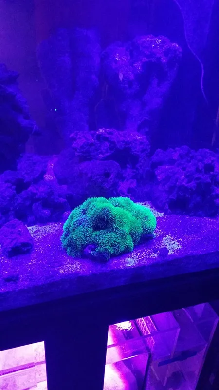 Светодиодная лампа полного спектра для коралловых рифов 12 Вт|led nano reef|nano led reefnano reef