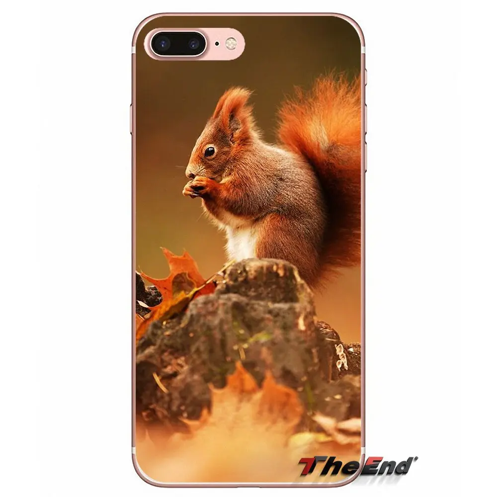 Силиконовый чехол для iPhone X 4 4S 5 5S 5C SE 6 6S 7 8 Plus Samsung Galaxy J1 J3 J5 J7 A3 A5 2016 2017 Red Squirrel Sciurus