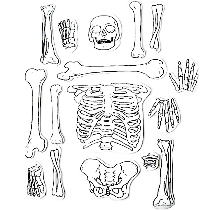 1 Набор ручная работа модель скелетной структуры научный эксперимент