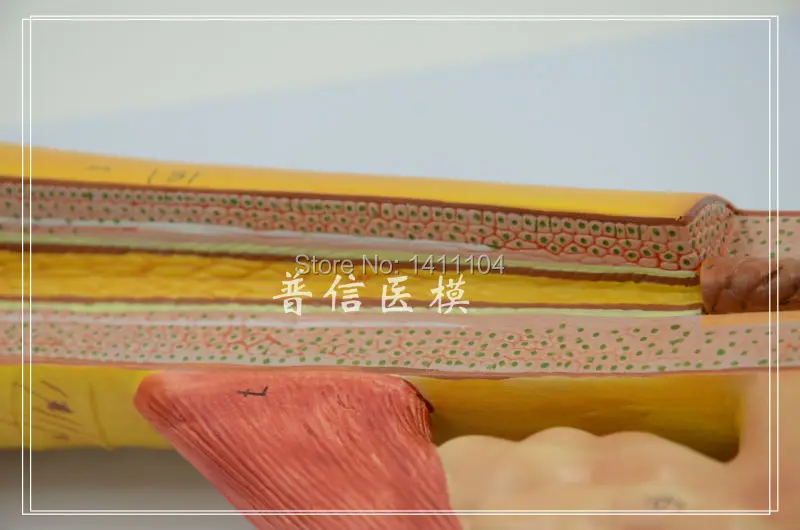 Бесплатная доставка корка для волос структура роста корней красота модель