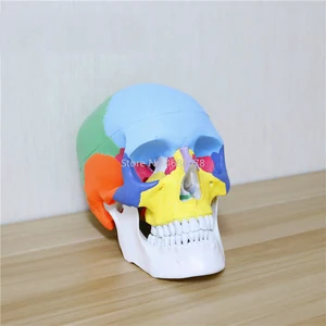 19*15*21 см цветная модель головы, 1:1 натуральный человек, Череп, взрослая голова, анатомия медицины