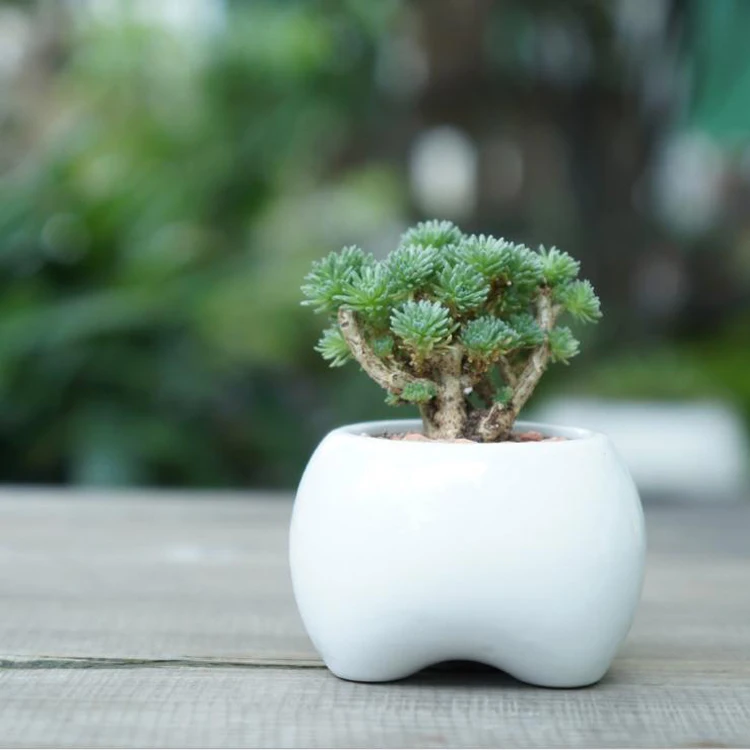 Белый керамический цветочный горшок I pc в форме зубца современный дизайн модель