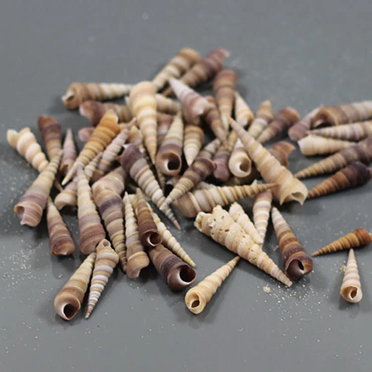 10 шт./лот натуральная многоцветная Морская раковина гребешок аквариум