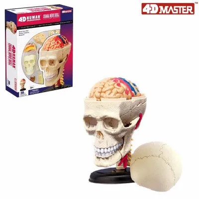

4D MASTER puzzle assembling toys / body 39pcs assembled set skull brain neuroanatomical model free shipping