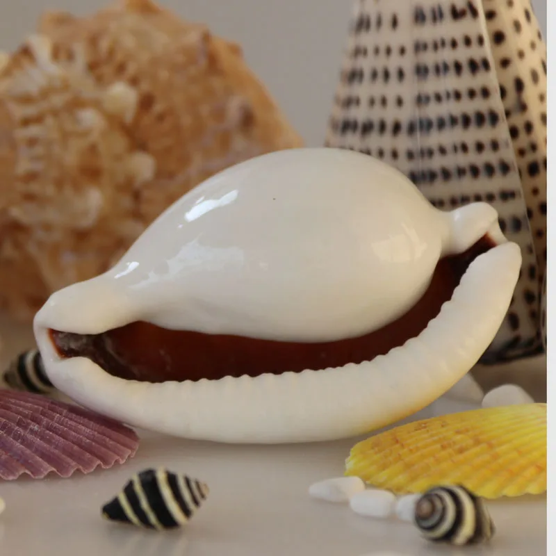 Бесплатная доставка (2 шт./лот) обычное яйцо Cowrie натуральная раковина и ракушка