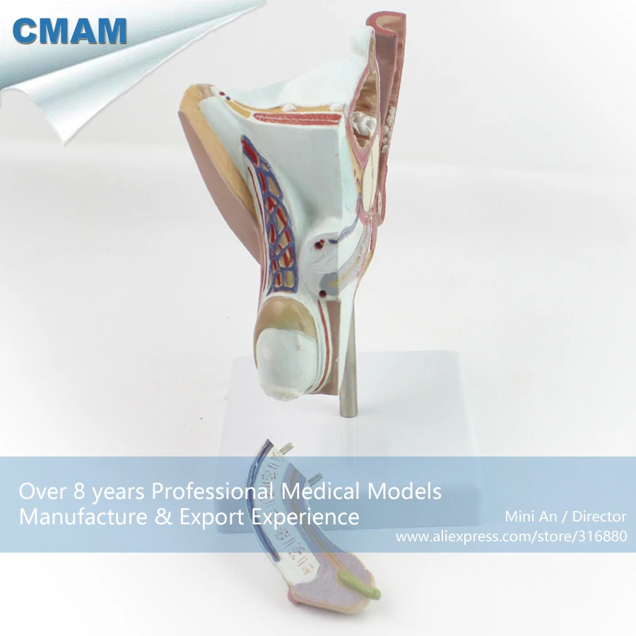 CMAM/12456 патологическая модель мужской урогенитальной системы, генитографическая медицинская учебная анатомическая модель