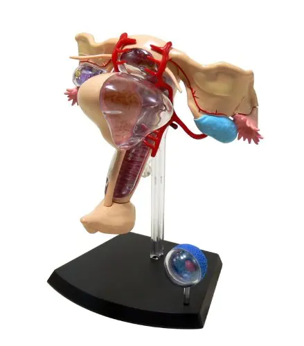 4D мастер медицинский человеческий череп анатомическая модель скелета Женская