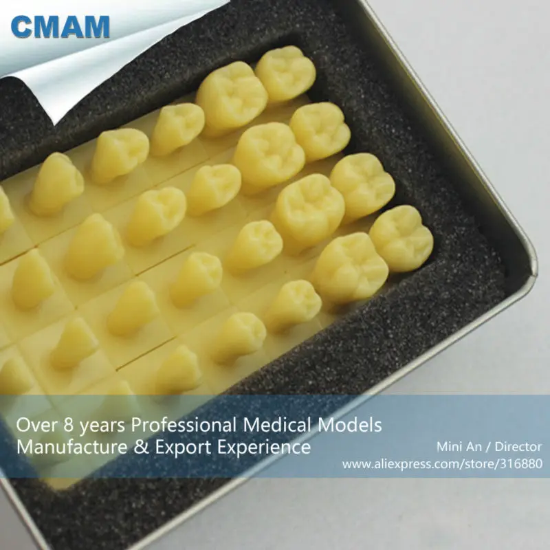 CMAM/12574 стоматологический зуб корпус, легко переносить коробка, человеческие стоматологические медицинские Обучающие анатомические модели