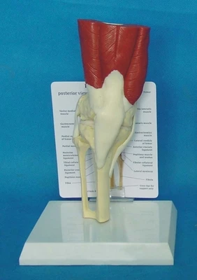 Human knee muscle model bone skeleton model free shopping